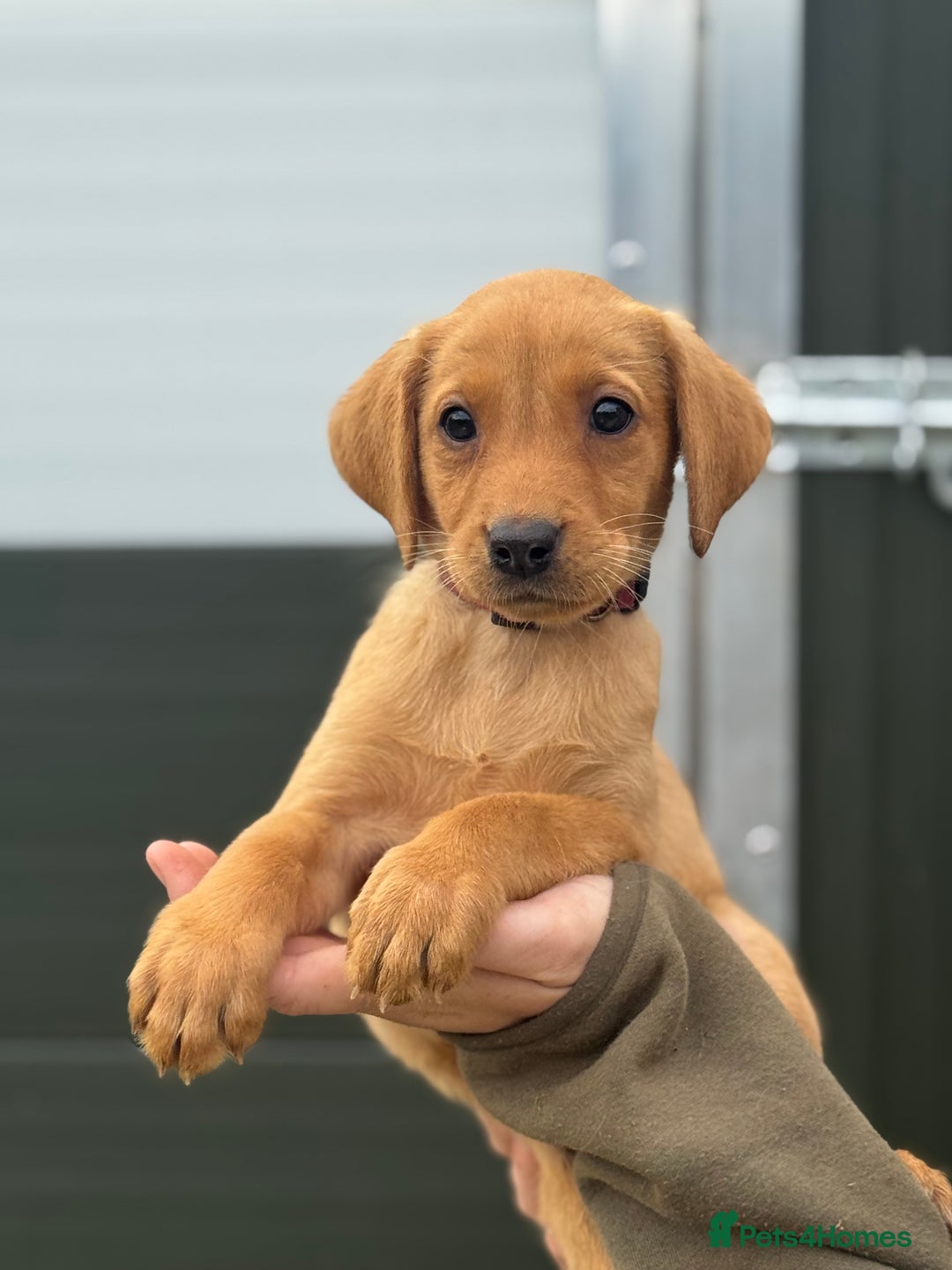 Labrador Retriever dogs for sale: Labrador pups looking for their forever home🏡  - Image 4