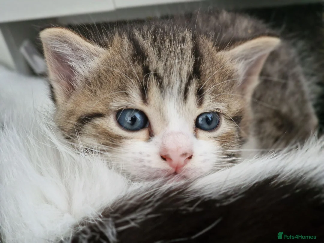 Mixed Breed cats for sale: Lovely mixed grey kitten - Advert 2