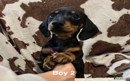 Miniature Dachshund dogs for sale: ✨ Gorgeous Miniature Dachshund Puppies ✨ - Image 1