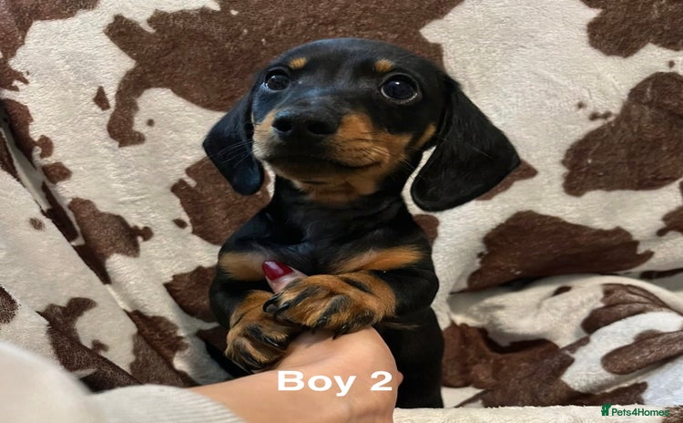Miniature Dachshund dogs - Advert 1