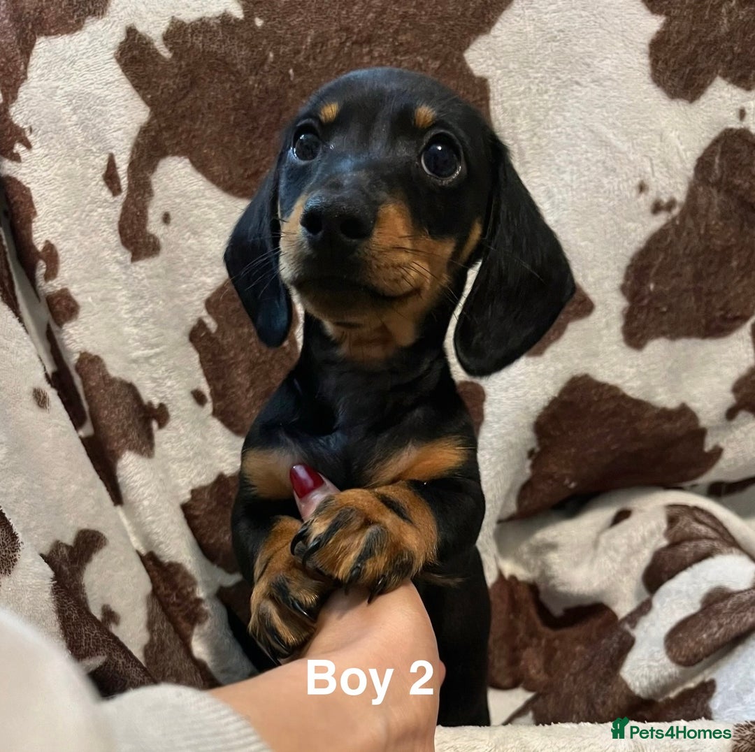 Miniature Dachshund dogs for sale: ✨ Gorgeous Miniature Dachshund Puppies ✨ - Image 1