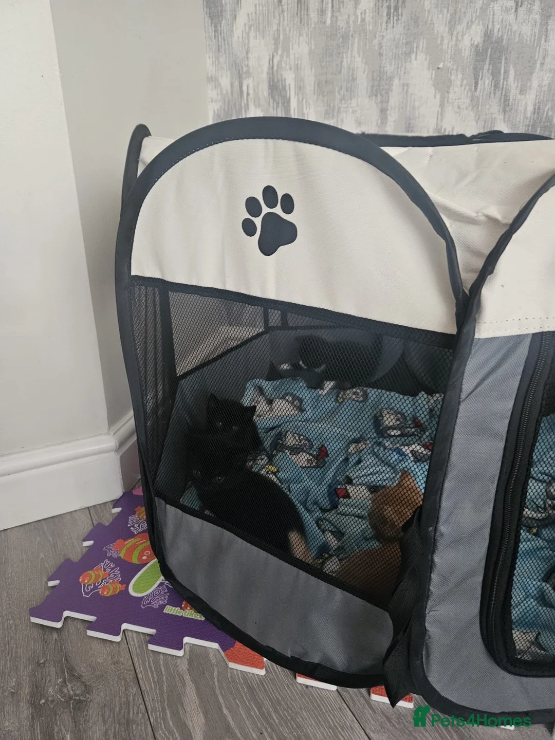 Mixed Breed cats for sale: Calico kittens for sale in Consett - Advert 10