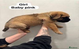 Mixed Breed dogs for sale: Puppies  - Image 7