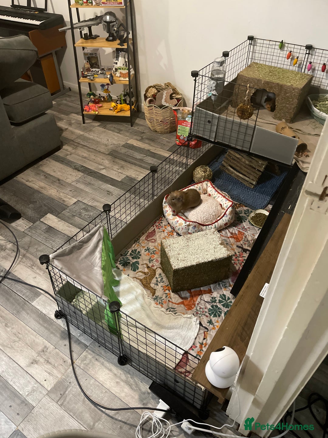 Guinea Pig rodents for sale: Three bonded males  - Advert 2