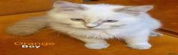 Ragdoll cats for sale: Ragdoll Kittens Ready For Forever Homes - Advert 32