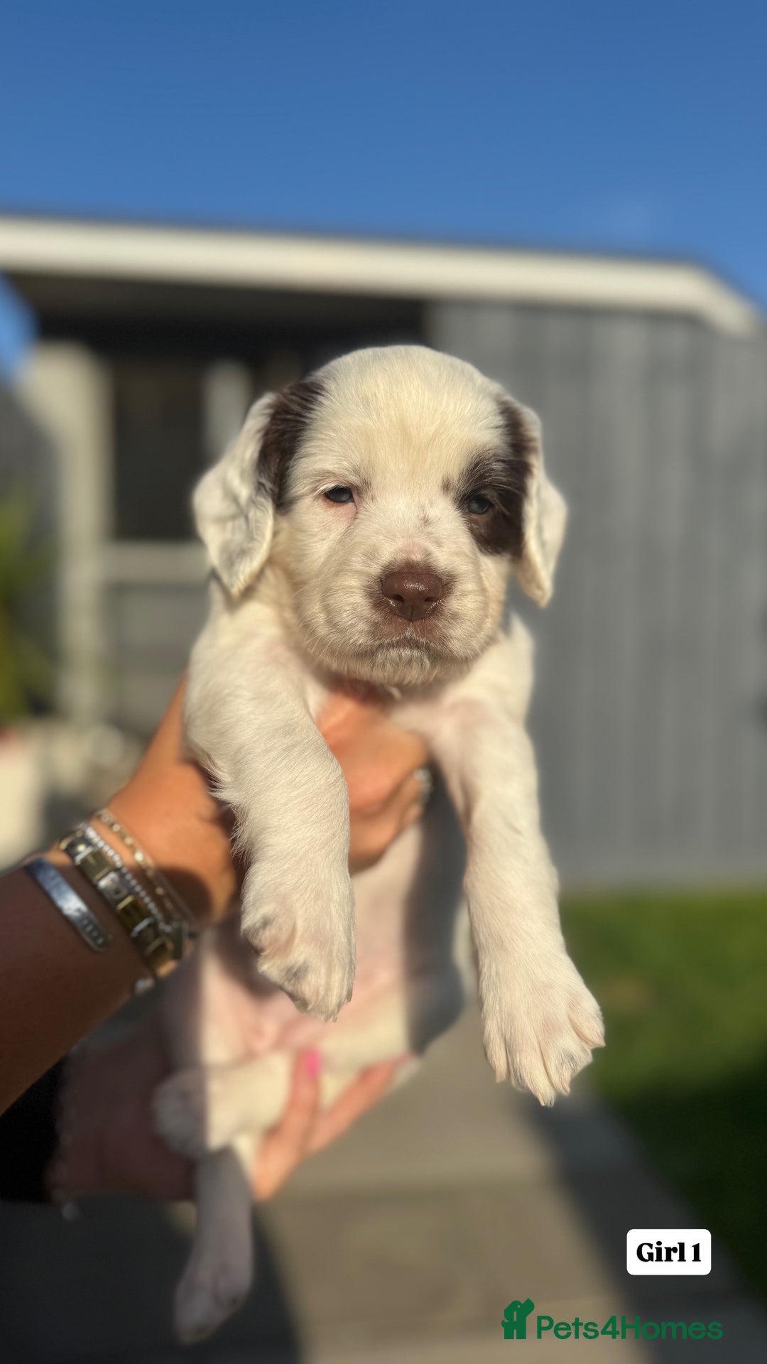 English Springer Spaniel dogs for sale: ✨ Working English Springer Spaniel Puppies ✨ - Image 1