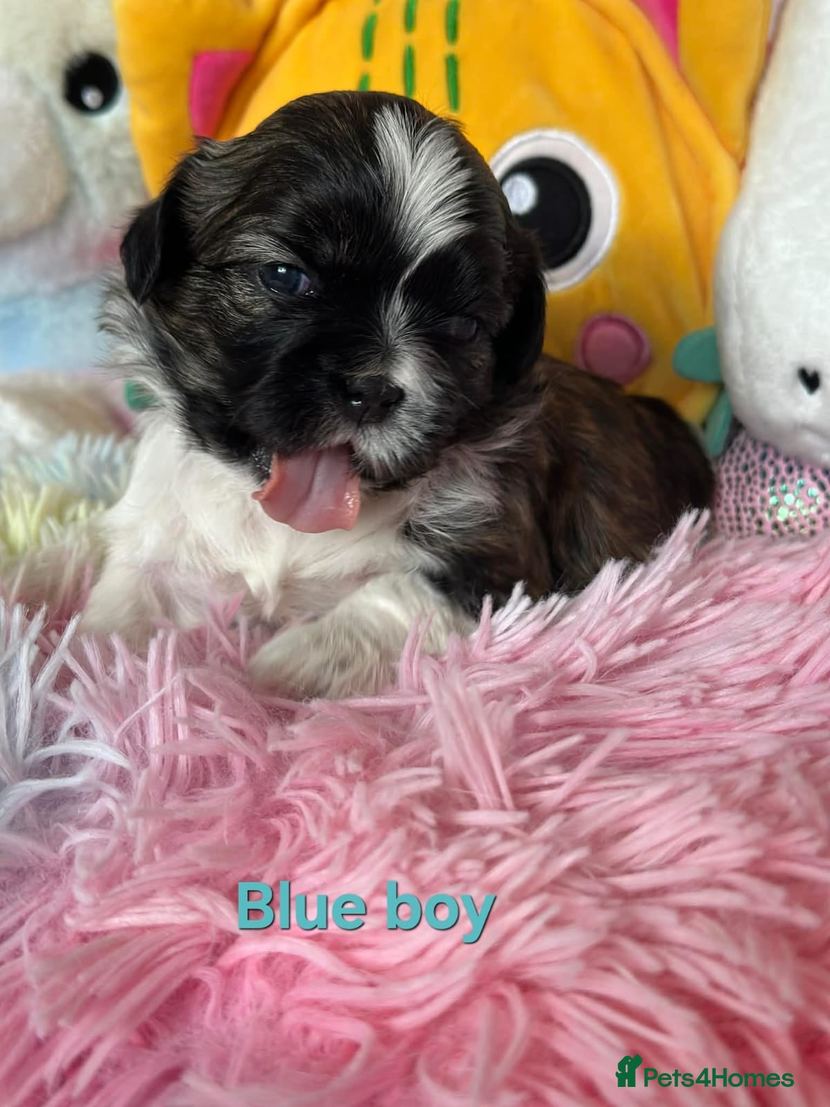 Shih Tzu dogs 🥰🐾 Adorable Shih Tzu Puppies 🐾🥰 - Advert 2