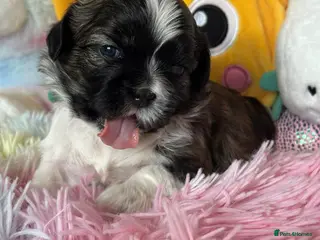 Shih Tzu dogs 🥰🐾 Adorable Shih Tzu Puppies 🐾🥰 - Advert 2