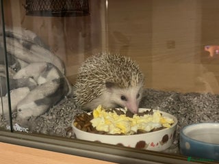Pygmy Hedgehog rodents Gorgeous Mr Prickles - Advert 1