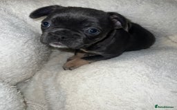 French Bulldog dogs for sale: Adorable Purebred Female French Bulldogs Ready! - Advert 16