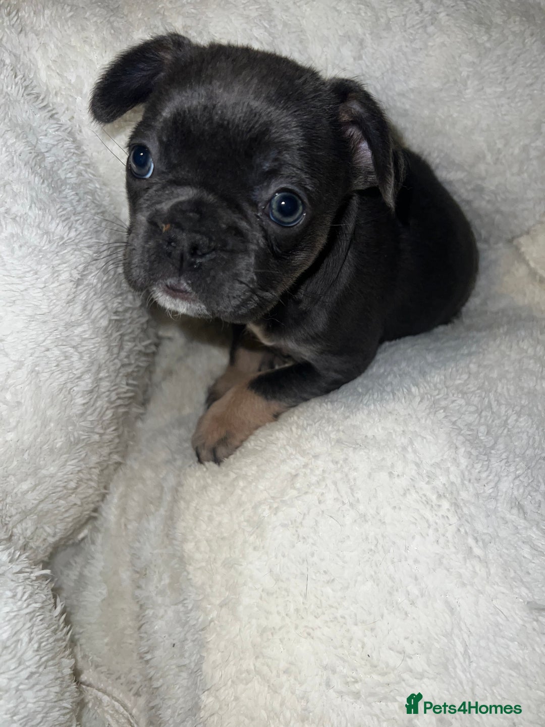 French Bulldog dogs for sale: Adorable Purebred Female French Bulldogs Ready! - Advert 16