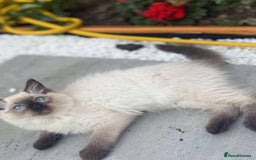 Ragdoll cats for sale: Ragdoll kittens - Image 2