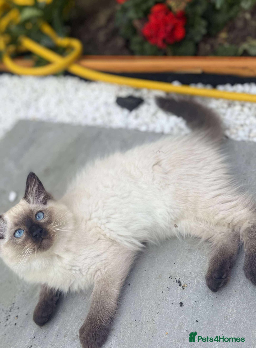 Ragdoll cats for sale: Ragdoll kittens - Image 2