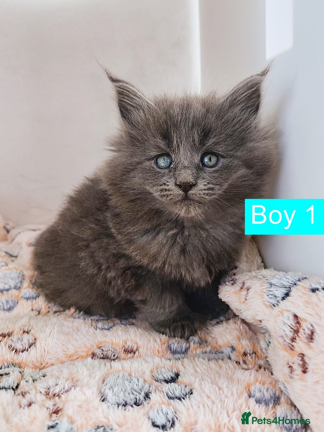 Maine Coon cats for sale: Blue Maine coon kittens + DNA health tested  - Advert 18