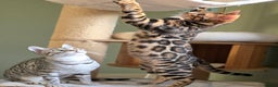 Bengal cats for sale: Brown Rosetted Bengal Prince  - Advert 17