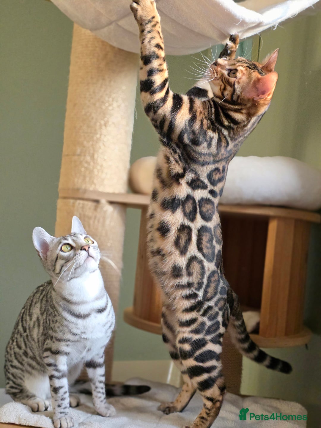 Bengal cats for sale: Brown Rosetted Bengal Prince  - Advert 17