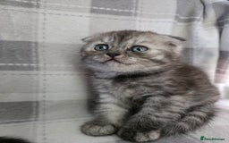 Scottish Fold cats for sale: Scottish-fold/straight ears kittens grey colour - Image 10