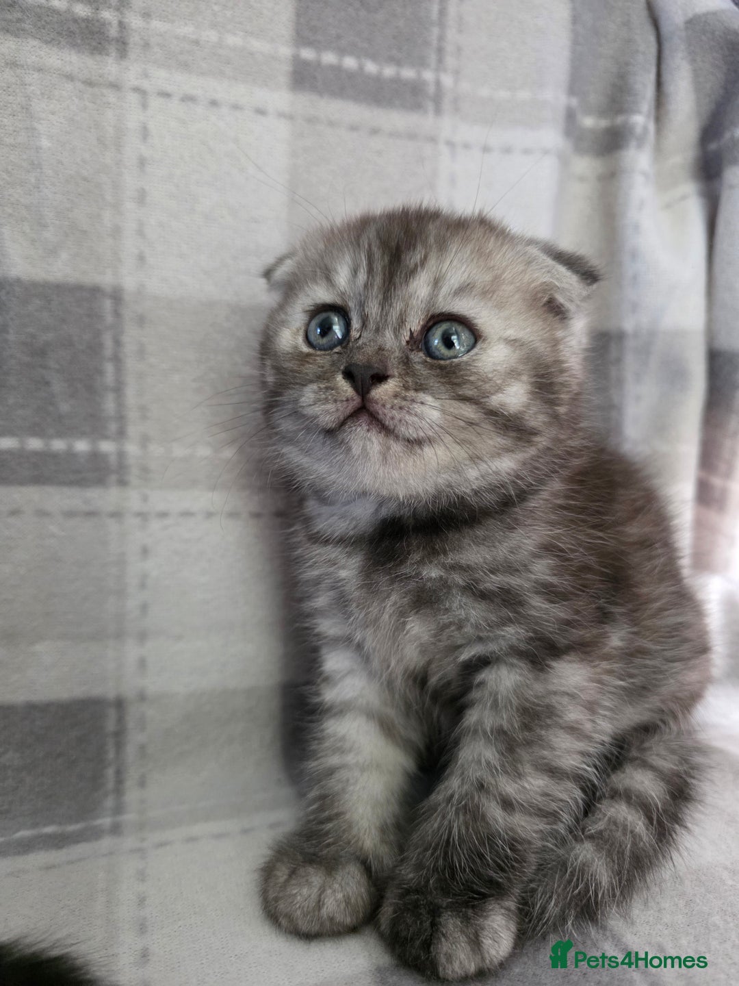 Scottish Fold cats for sale: Scottish-fold/straight ears kittens grey colour - Image 10