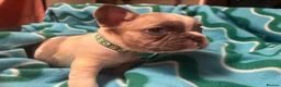 French Bulldog dogs for sale: KC French Bulldog puppies  - Advert 23