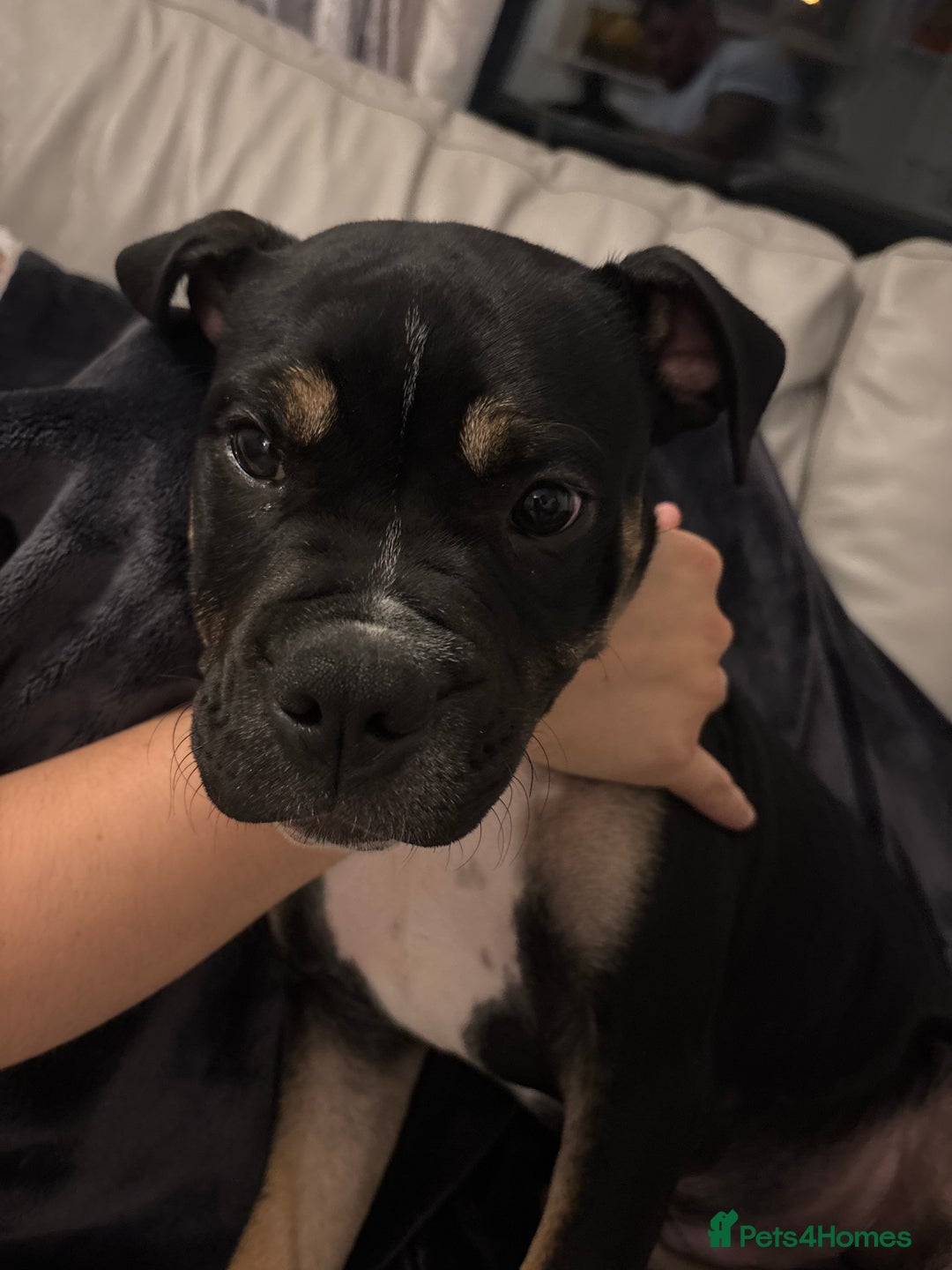 Mixed Breed dogs for sale: Bronson /olde Tyme bulldog/ staffy  - Advert 9