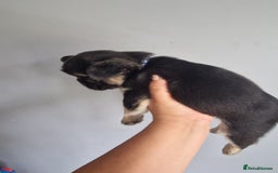French Bulldog dogs for sale: *LAST2* Fluffy french bulldog puppies - Image 21