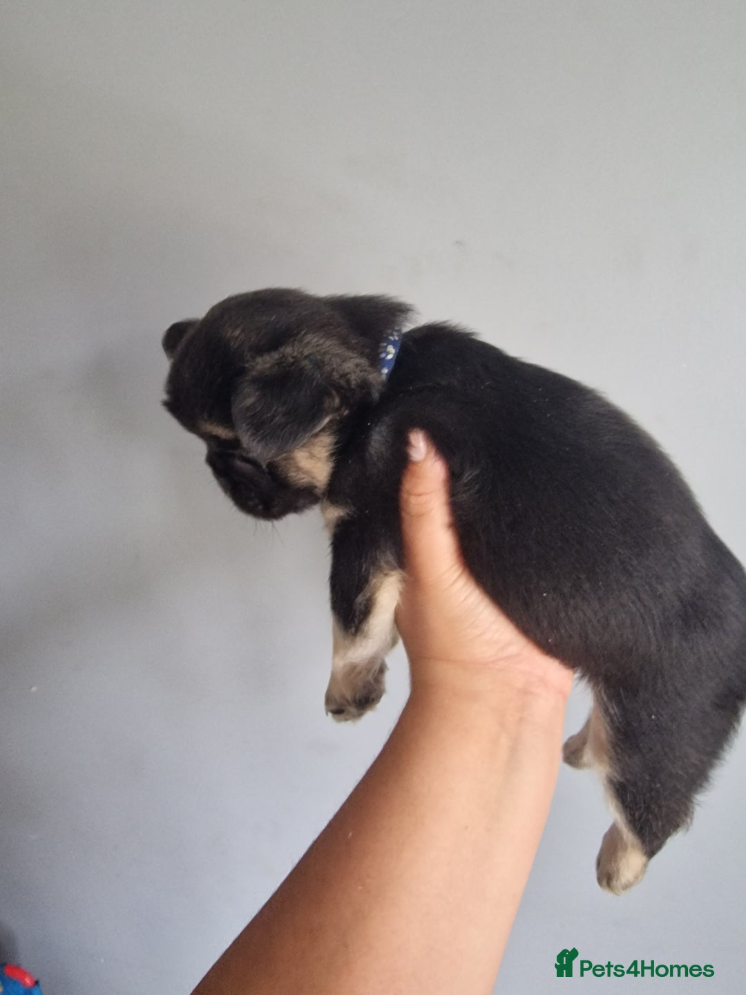French Bulldog dogs for sale: *LAST2* Fluffy french bulldog puppies - Image 21