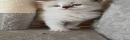 Ragdoll cats for sale: Amazingly Forward Chunky Confident Ragdoll Babies  in Bexhill-on-Sea - Advert 8