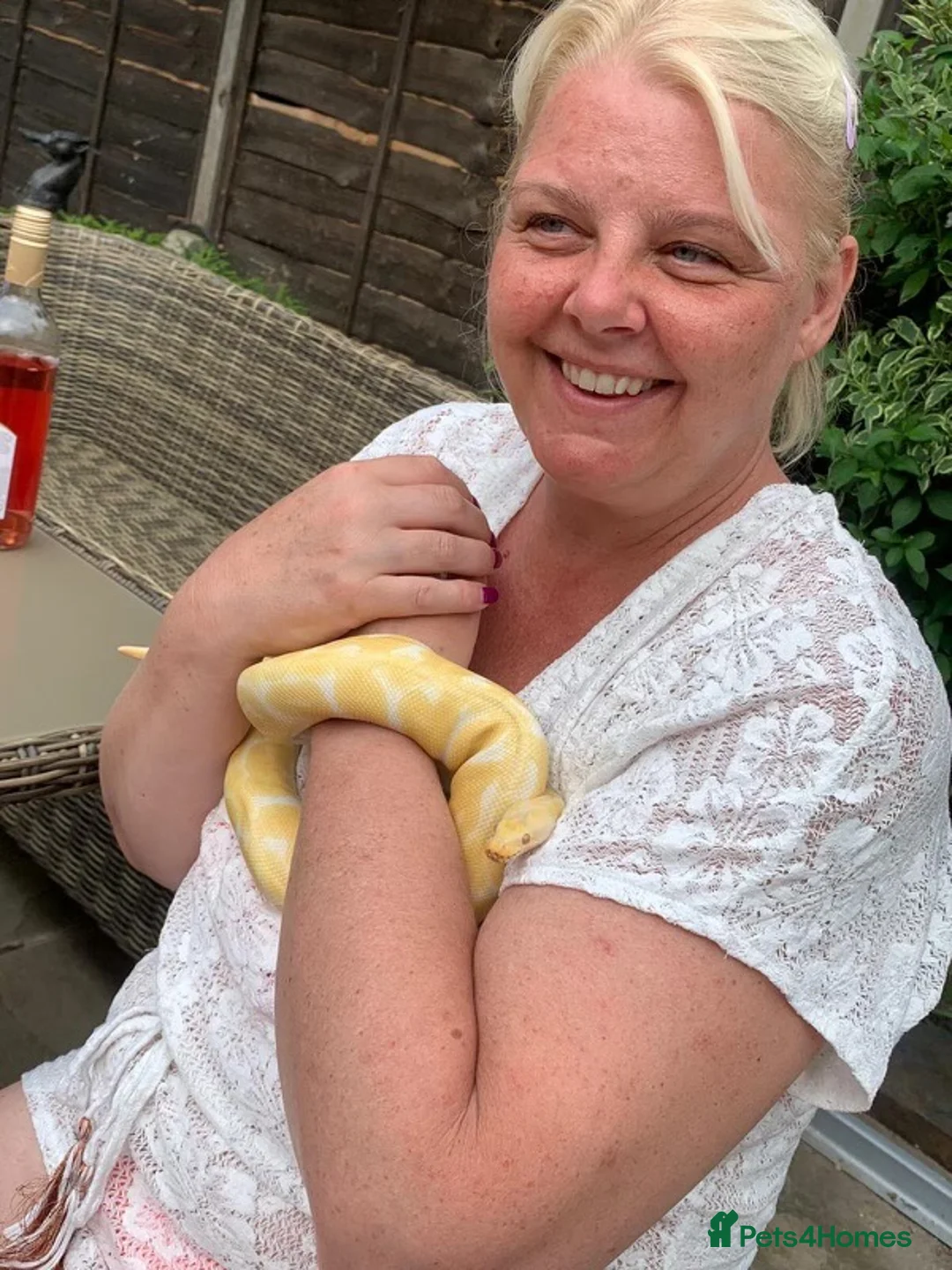 Python Snake reptiles for sale: Albino Python Snake in Egham - Advert 10