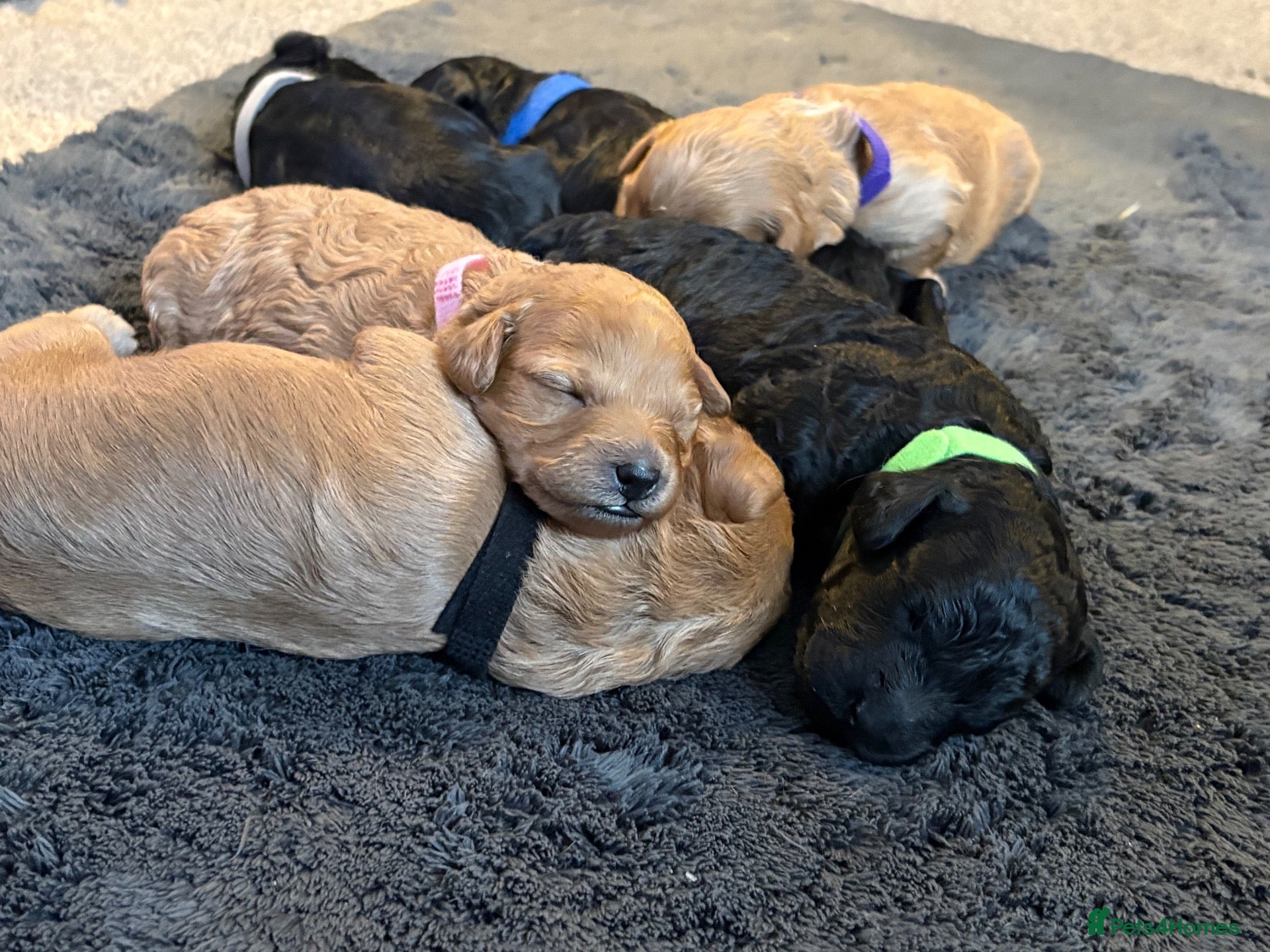 Cavapoo dogs for sale: F1B Cavapoo Puppies ⭐️- Health Tested Parents  - Advert 14