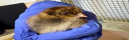Chickens poultry for sale: Day old mixed hybrids chicks  - Advert 3