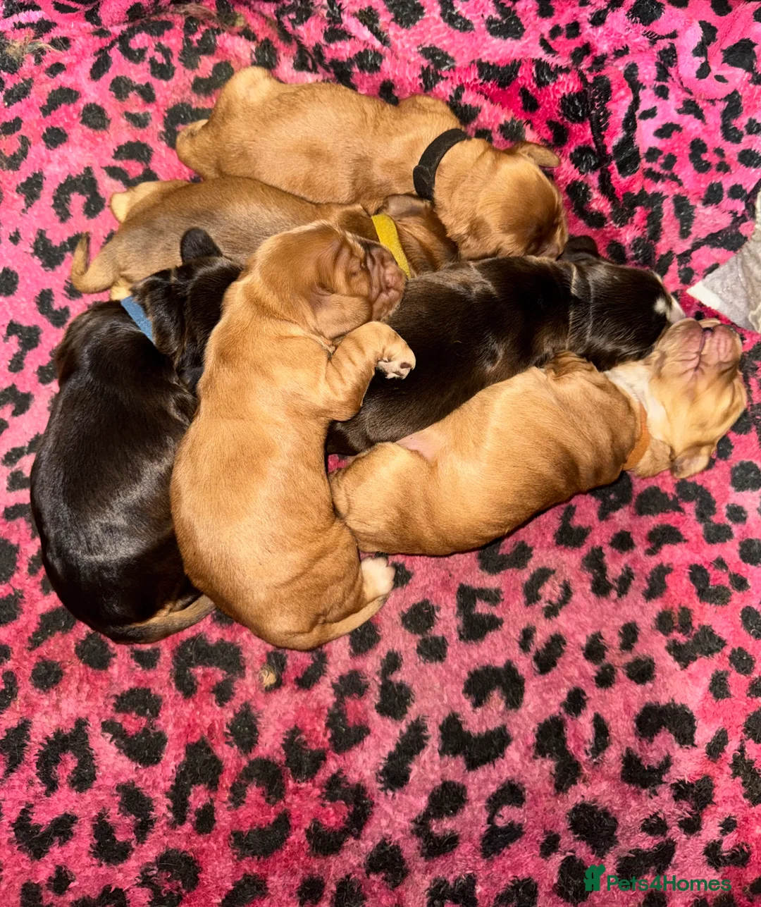 Cocker Spaniel dogs for sale: Outstanding Show Quality Show Type Cocker Spaniels - Advert 26