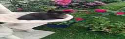 Mixed Breed cats for sale: Black kittens  - Advert 4