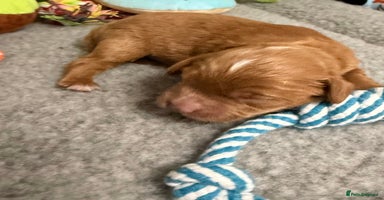 Cavapoo dogs - Advert 2