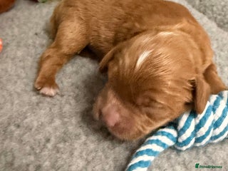 Cavapoo dogs - Advert 4