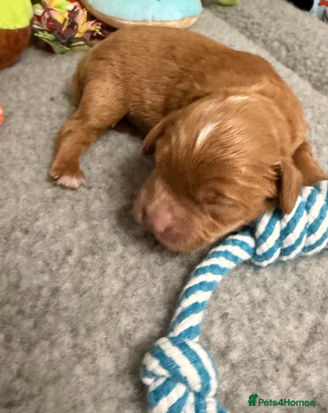 Cavapoo dogs - Advert 12