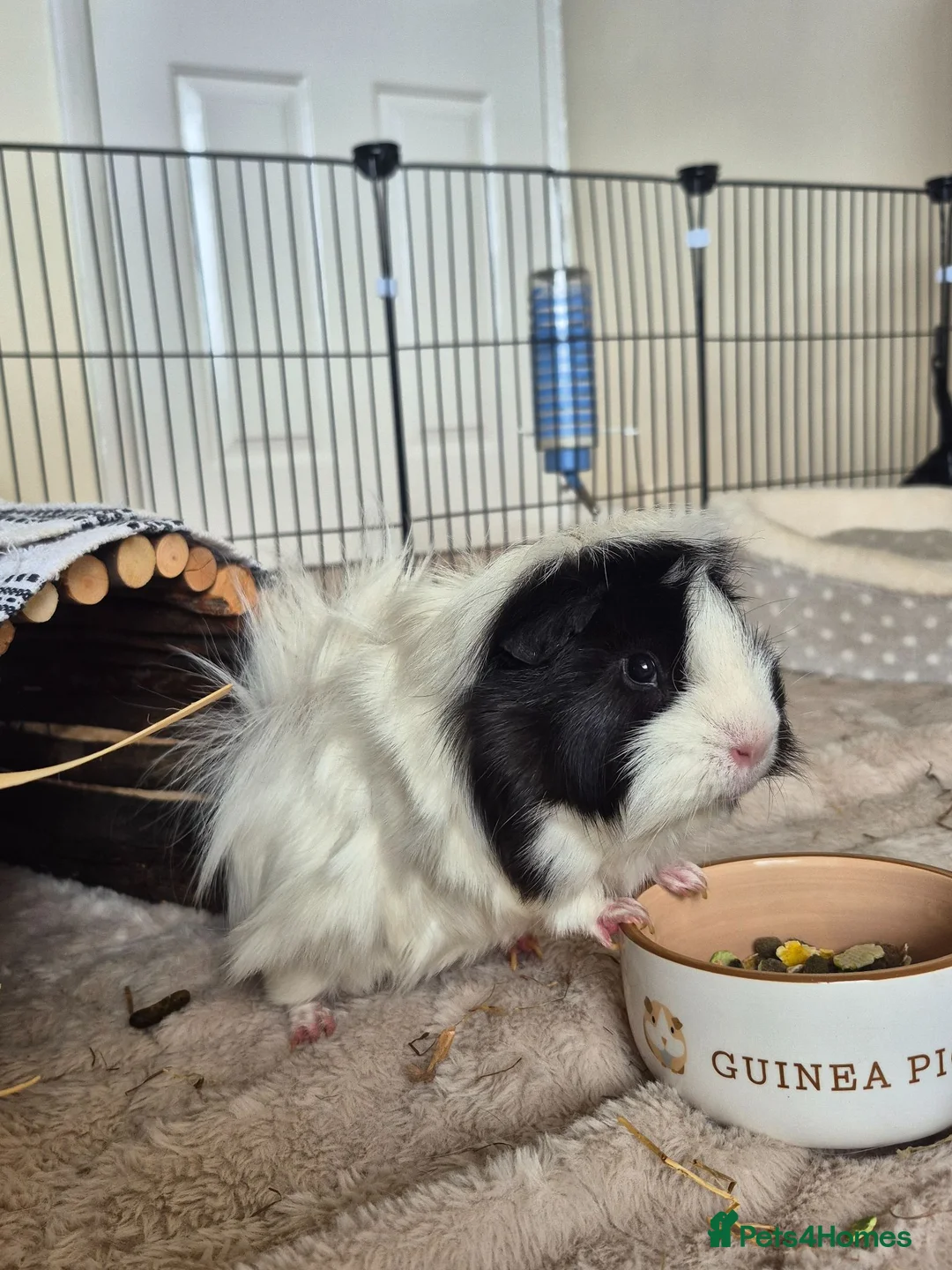 Guinea Pig rodents for sale: 1 Lunkarya male and 1 abyssinian male guinea pig.  in Dudley - Advert 2