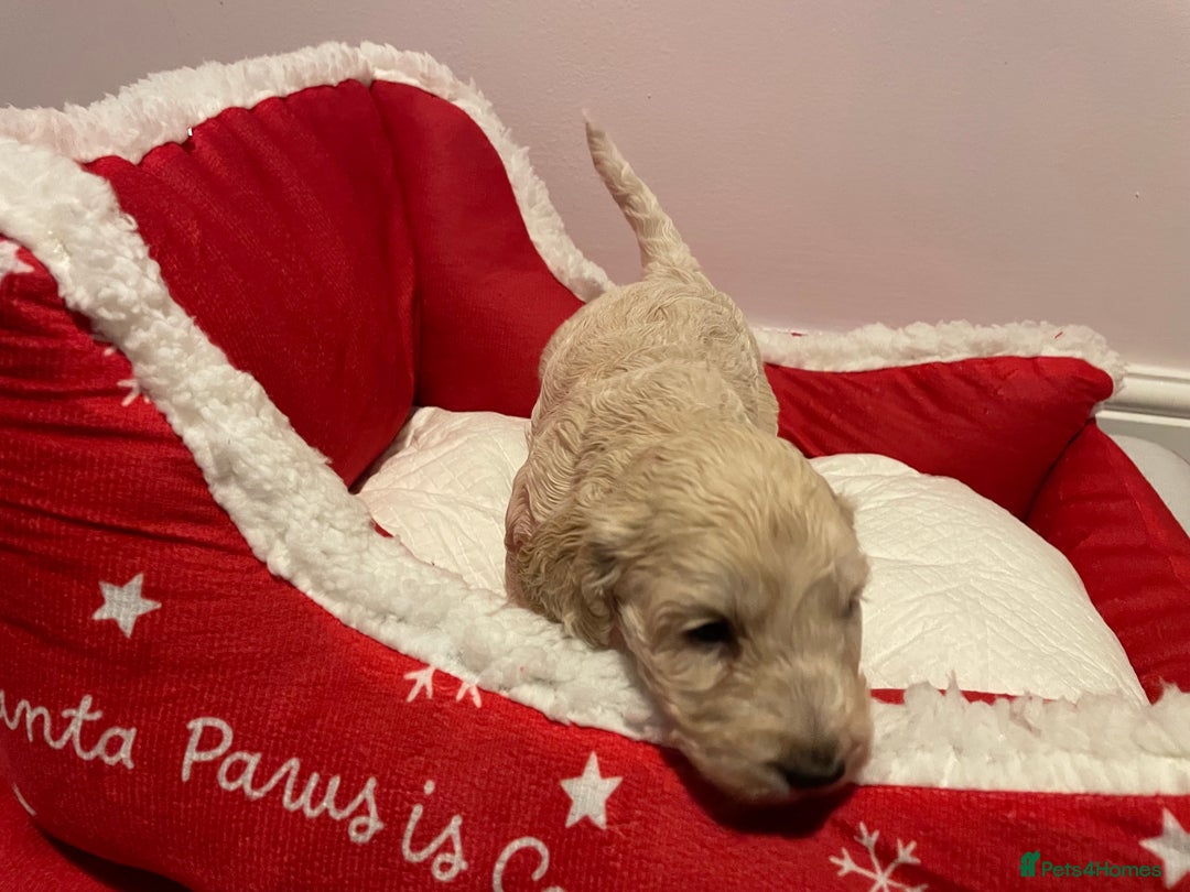 Cockapoo dogs for sale: 8 gorgeous F1 Cockapoos - Advert 5