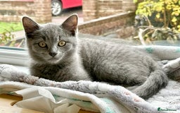 British Shorthair cats for sale: Adorable British Shorthair kittens - Blue & Choco - Image 16