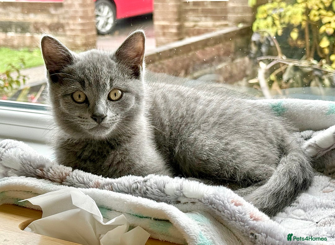British Shorthair cats for sale: Adorable British Shorthair kittens - Blue & Choco - Image 16