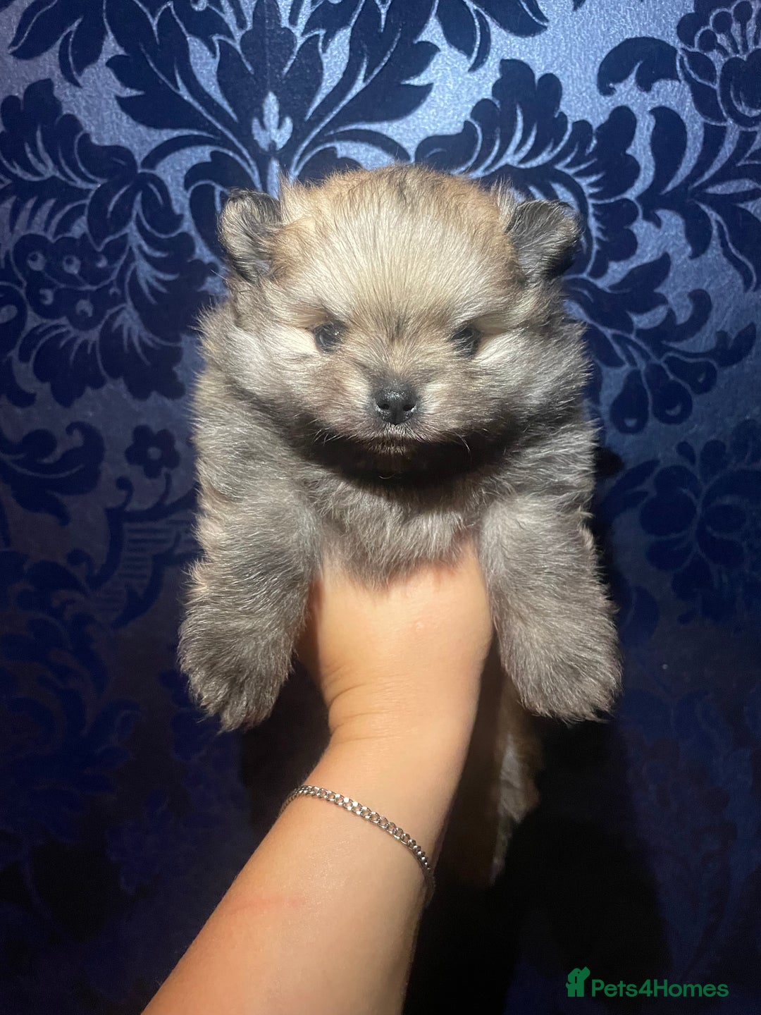 Pomeranian dogs for sale: RARE colour CHAMPION line Pomeranian puppy Pup - Advert 5