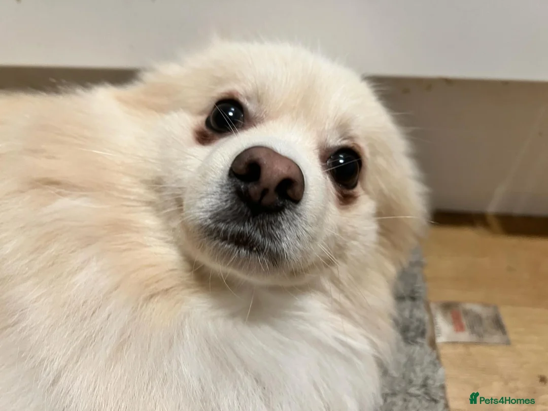 Pomeranian dogs for stud: Pomeranian for stud  - Advert 5