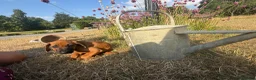 Rhodesian Ridgeback dogs for sale: Rhodesian Ridgebacks Ready to go - Advert 7