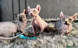 Sphynx cats for sale: Beautiful Male and Female Elf Sphynx Kittens  in Market Rasen - Image 1