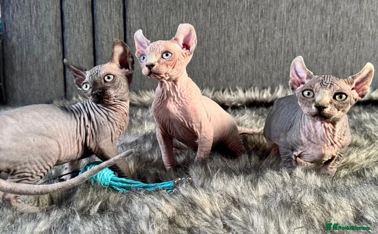 Sphynx cats in Market Rasen - Advert 3