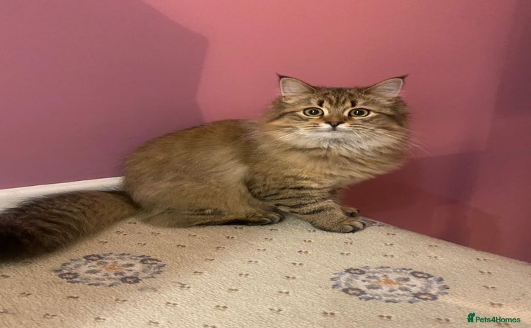 Bengal cats Bengal x Persian 5 months old - Advert 1