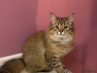 Bengal cats Bengal x Persian 6 months old - Advert 2