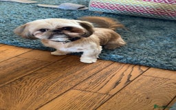 Shih Tzu dogs for sale: Gorgeous female Shih Tzu  - Image 3