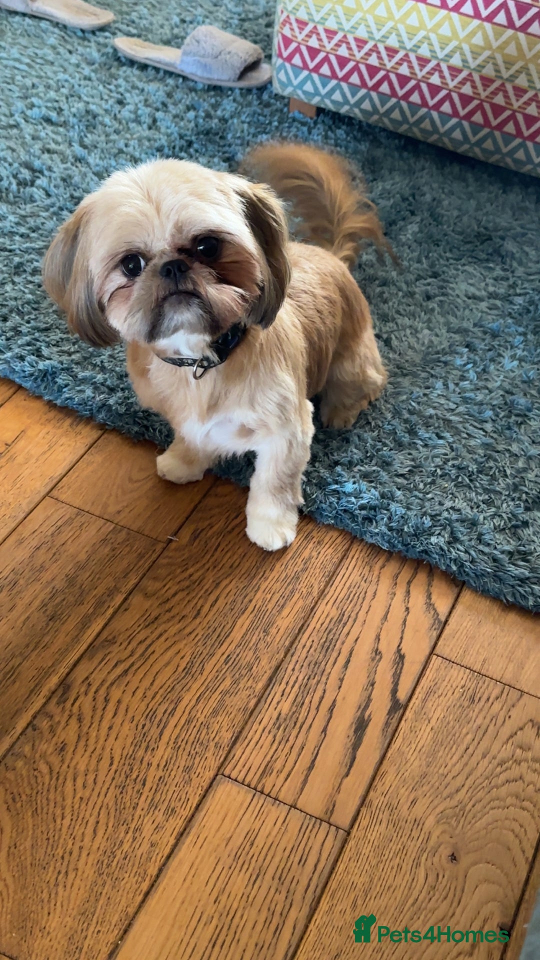 Shih Tzu dogs for sale: Gorgeous female Shih Tzu  - Image 3
