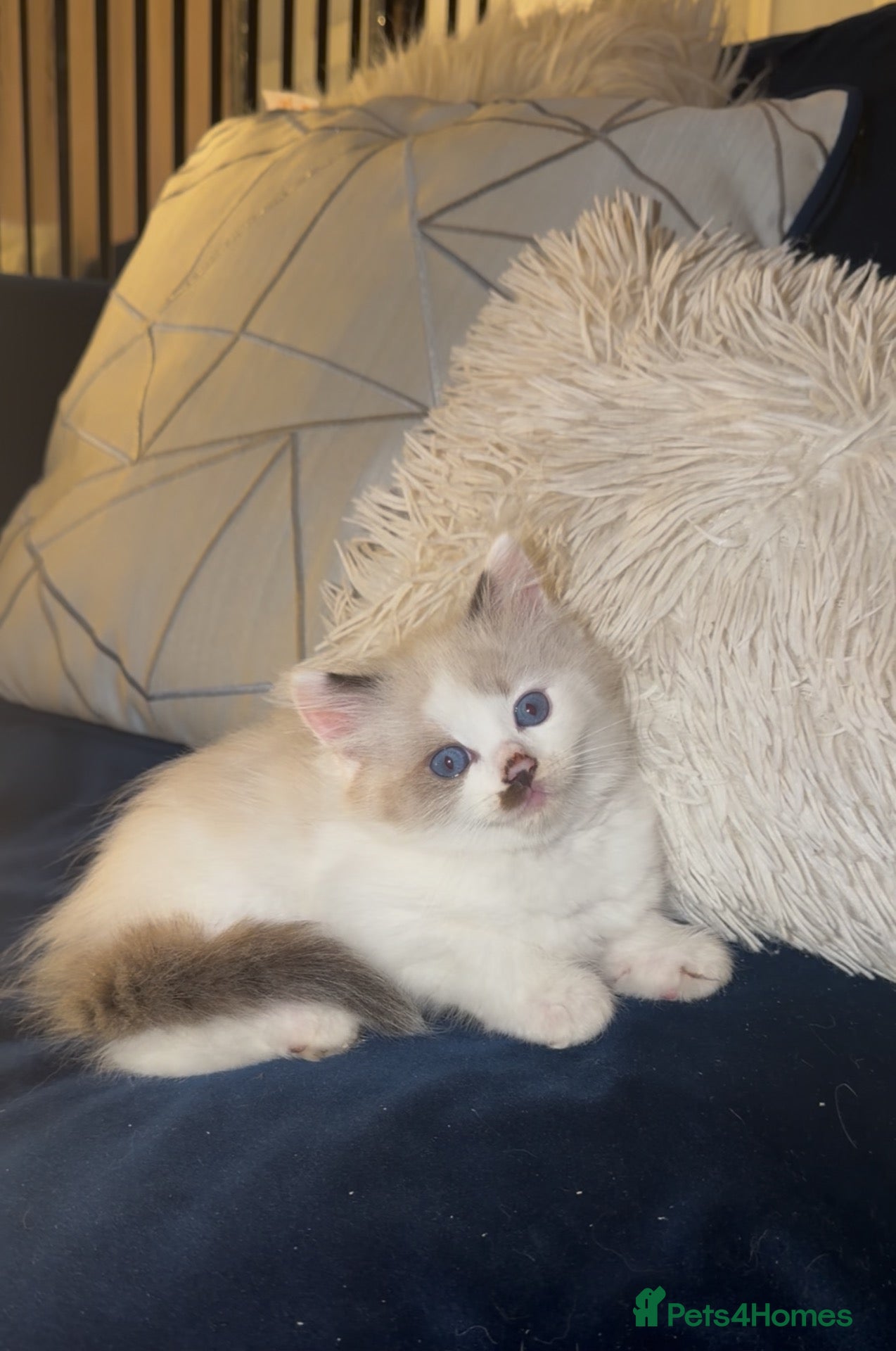 Ragdoll cats 2 girls left Seal bicolour & seal point  ragdolls  - Advert 4