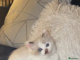Ragdoll cats 2 girls left Seal bicolour & seal point ragdolls - Advert 4